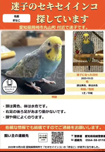 迷子鳥の画像