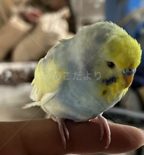 迷子鳥の画像
