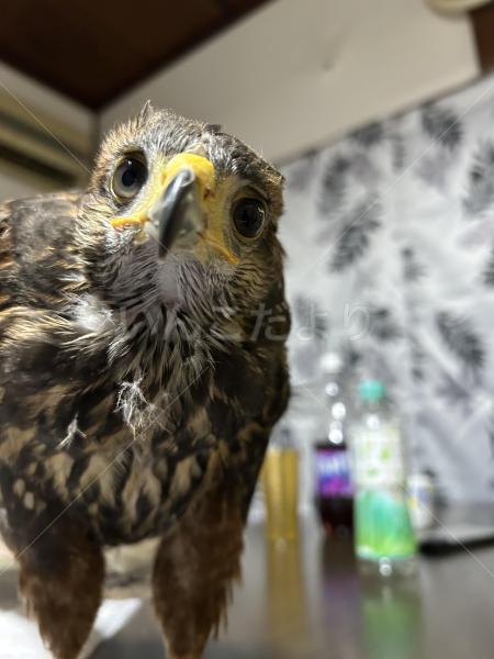 迷子鳥の画像