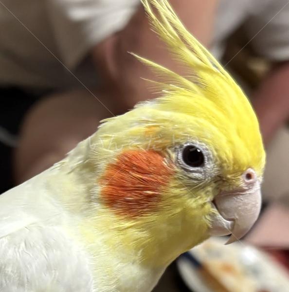 迷子鳥の画像