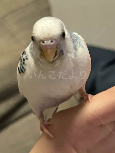 迷子鳥の画像