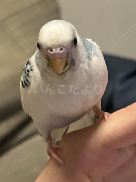 迷子鳥の画像