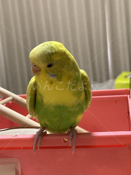 迷子鳥の画像