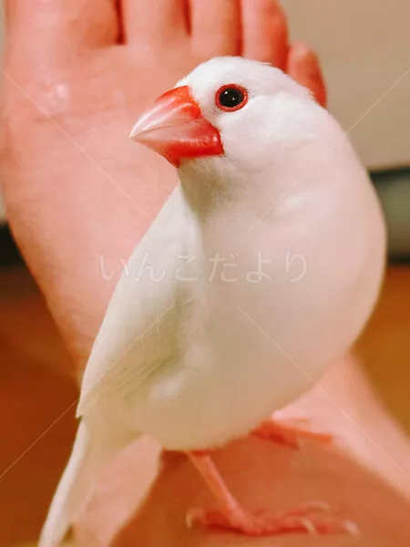 迷子鳥の画像