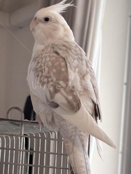 迷子鳥の画像