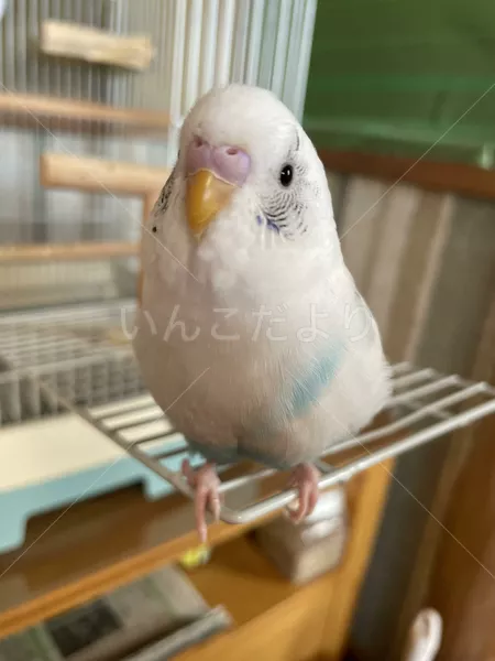 迷子鳥の画像
