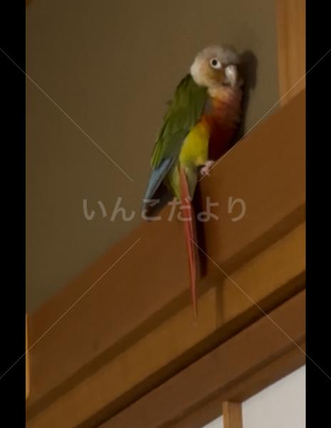 迷子鳥の画像
