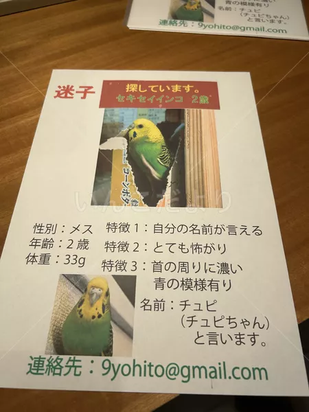 迷子鳥の画像