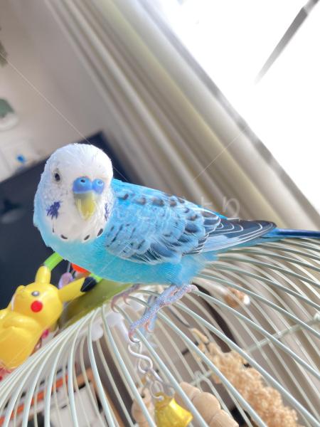 迷子鳥の画像