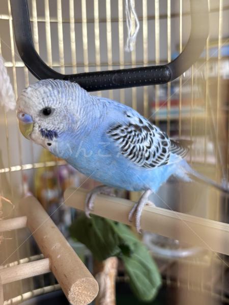 迷子鳥の画像