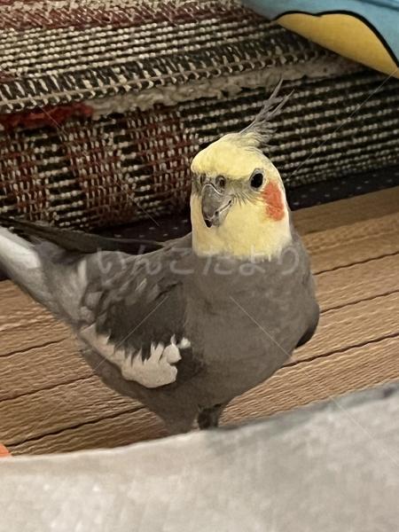 迷子鳥の画像
