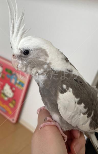 迷子鳥の画像