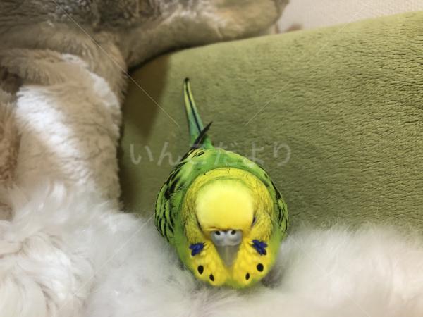 迷子鳥の画像