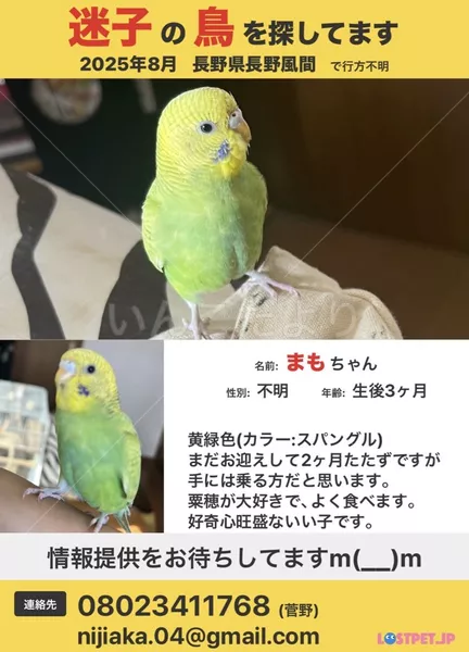 迷子鳥の画像