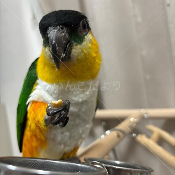 迷子鳥の画像
