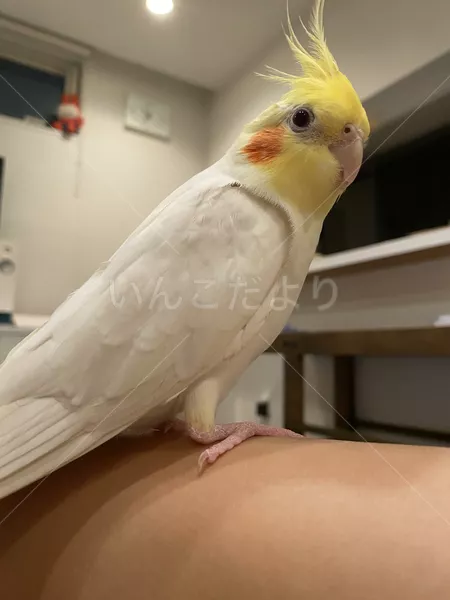 迷子鳥の画像