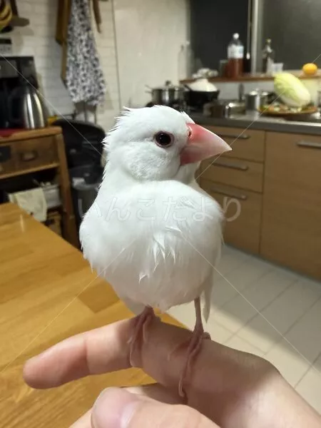 迷子鳥の画像