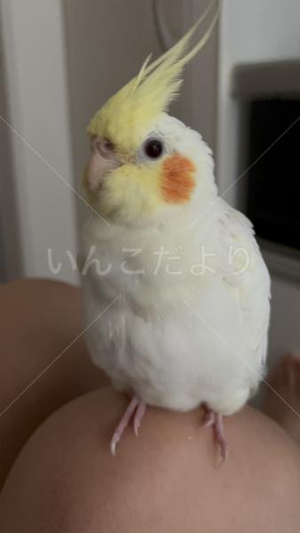 迷子鳥の画像