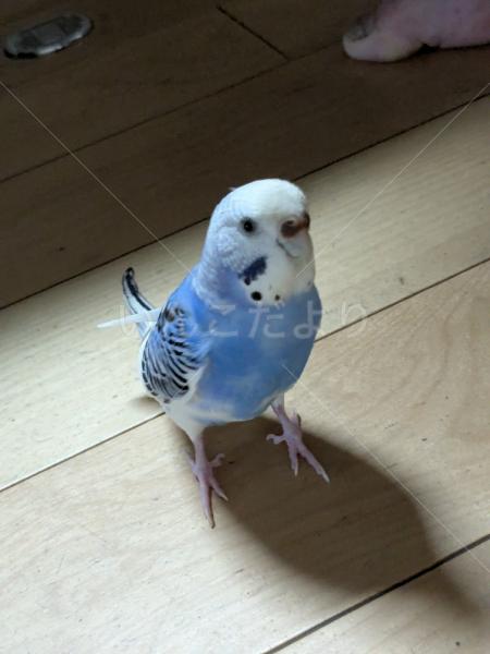 迷子鳥の画像