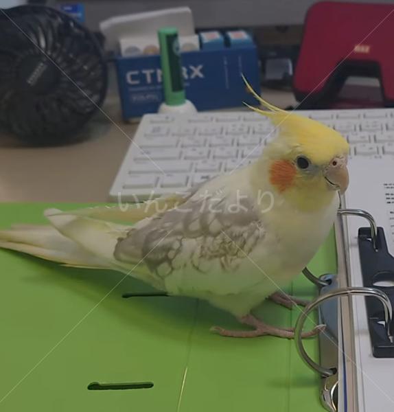 迷子鳥の画像