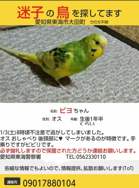 迷子鳥の画像