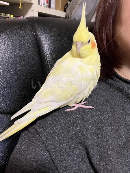 迷子鳥の画像