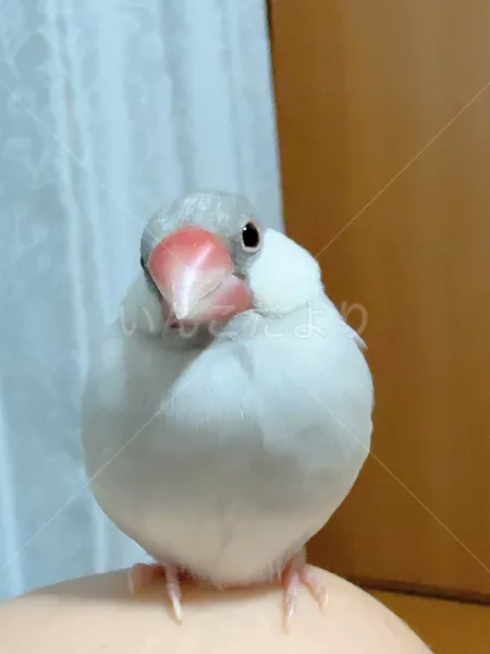 迷子鳥の画像
