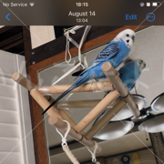 迷子鳥の画像