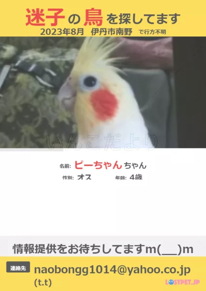 迷子鳥の画像