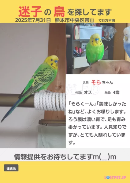 迷子鳥の画像