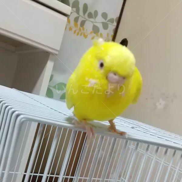 迷子鳥の画像