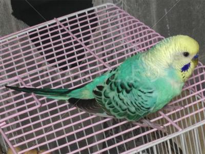 保護鳥の写真