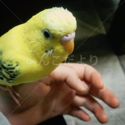 迷い鳥の写真