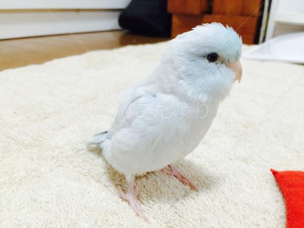 迷い鳥の写真