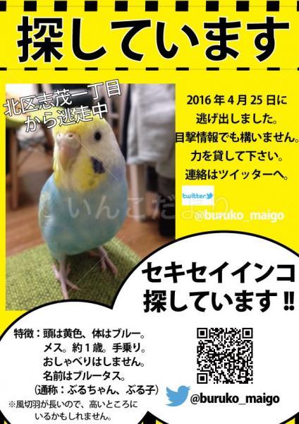 迷い鳥の写真