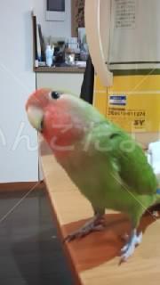 迷い鳥の写真
