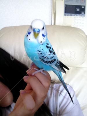 迷い鳥の写真
