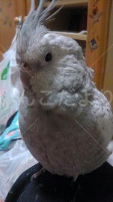 迷い鳥の写真