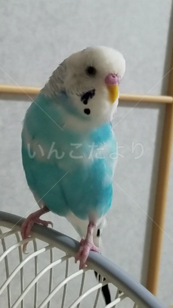 迷い鳥の写真