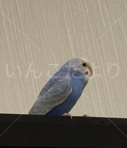 迷い鳥の写真