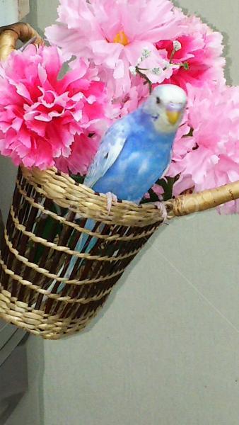 迷い鳥の写真