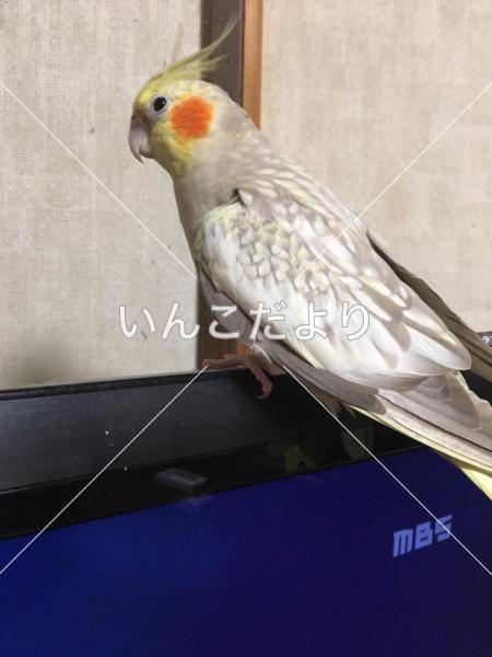 迷い鳥の写真