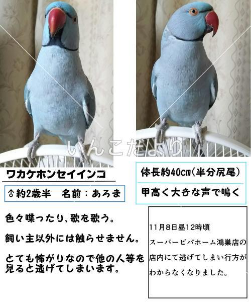 迷い鳥の写真