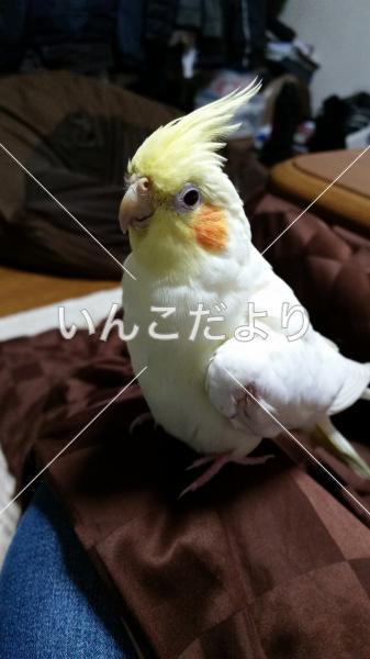 迷い鳥の写真