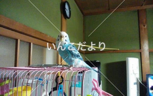 迷い鳥の写真