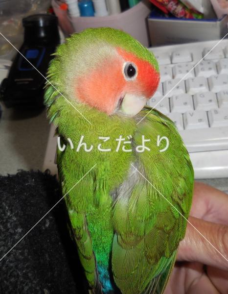 迷い鳥の写真