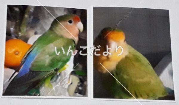 迷い鳥の写真