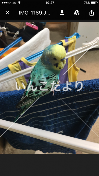 迷い鳥の写真