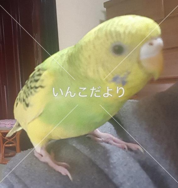 迷い鳥の写真