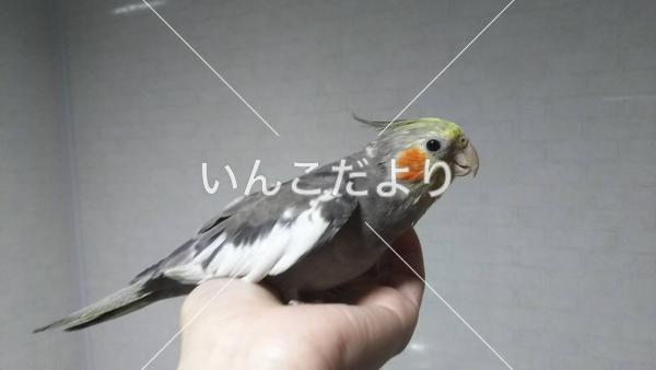 迷い鳥の写真